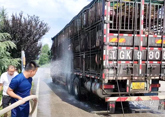 眼見一車生豬被救，長(zhǎng)途司機(jī)李師傅終于松了口氣 (2)_副本.jpg