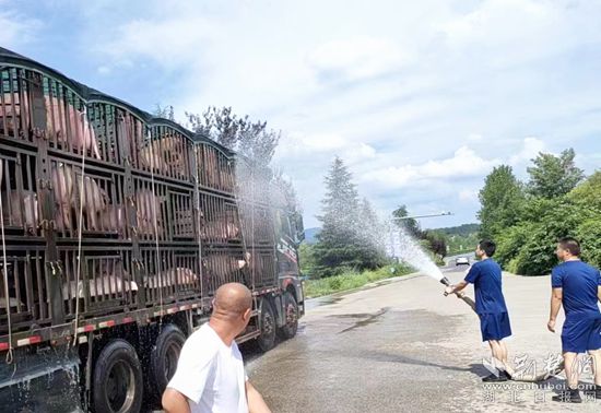 眼見一車生豬被救，長(zhǎng)途司機(jī)李師傅終于松了口氣 (1)_副本.jpg