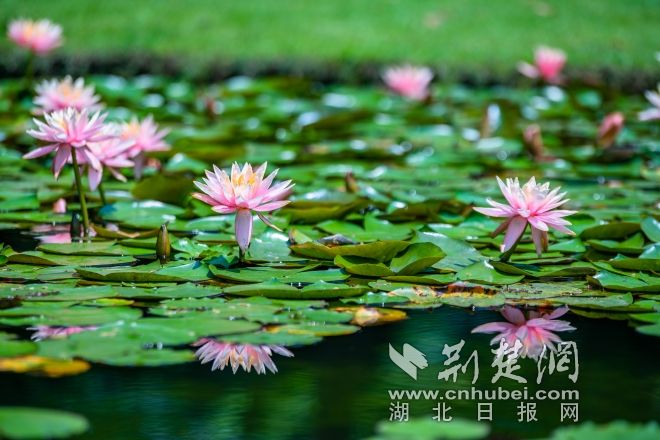 睡蓮展示區(qū)景觀 江濤視覺(jué)攝 (6).jpg.jpg