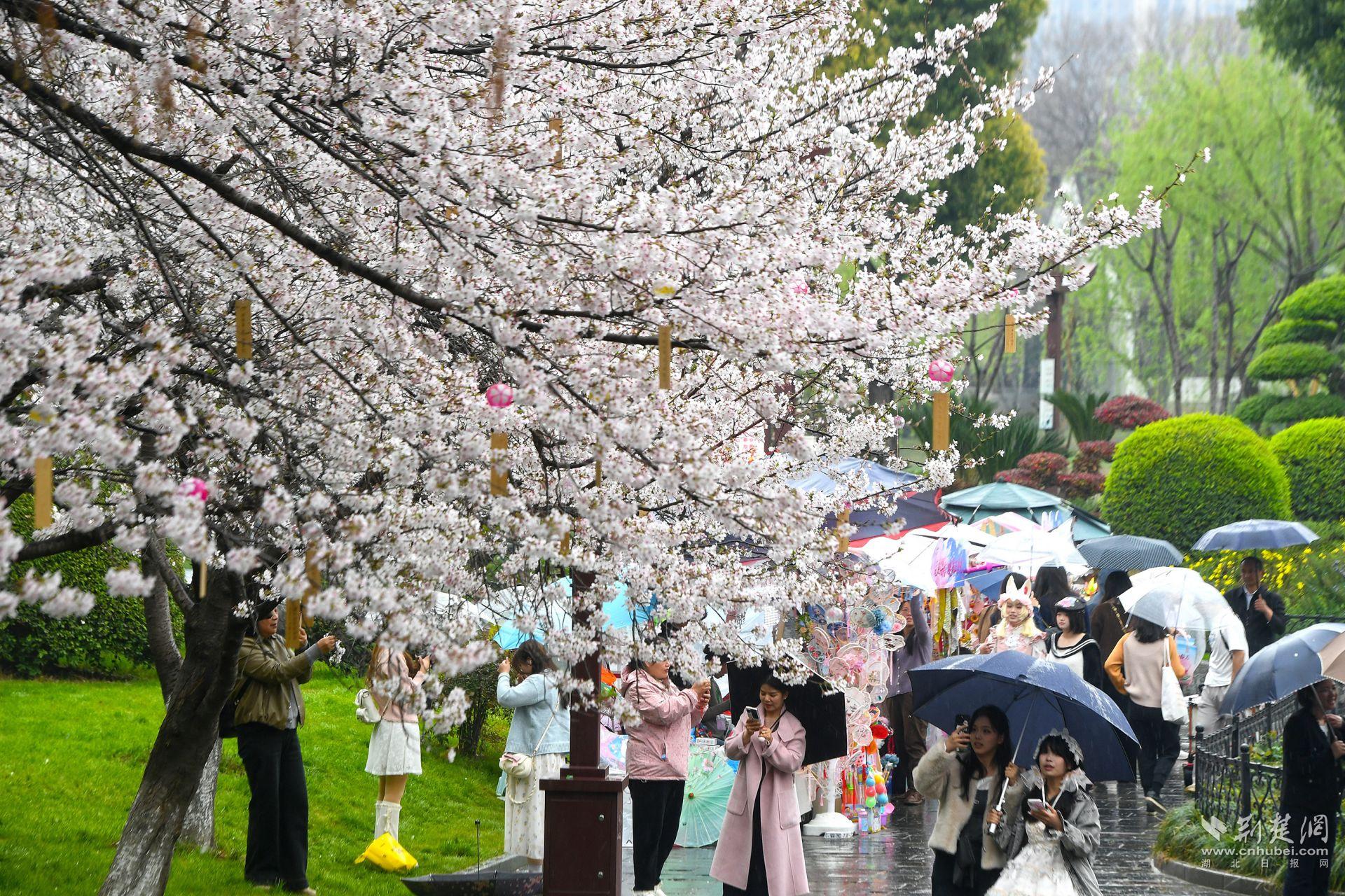 市民在堤角公園雨中賞櫻，1300余株櫻花按花期分為早、中、晚三期，紅粉白綠四色交織，花期可持續(xù)至四月上旬，游客總能找到心頭好.j