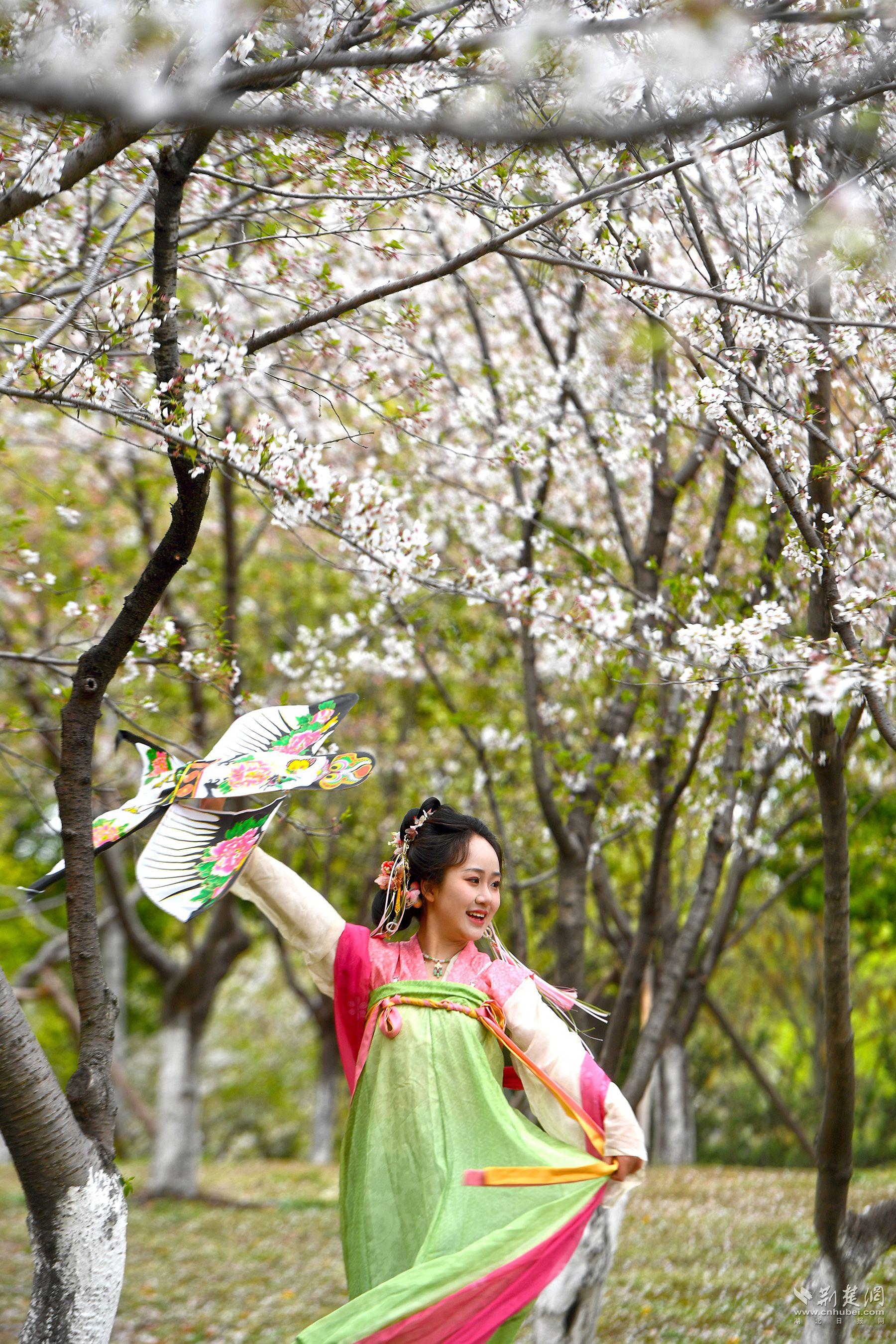 堤角公園園內不少身著漢服、帶齊拍攝裝備的博主前來打卡拍照，將賞花美圖發(fā)布在社交平臺上，帶火“賞櫻”熱度-2.jpg.jpg